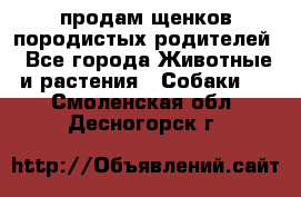 продам щенков породистых родителей - Все города Животные и растения » Собаки   . Смоленская обл.,Десногорск г.